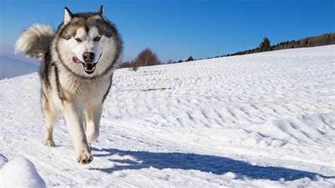 phil the malamute|alaskan malamute health.